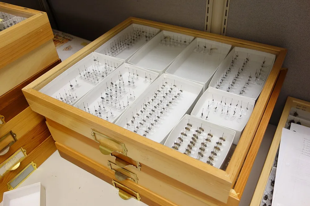 Open bugs, segregated by project A museum collection drawer of pinned insect specimens sorted into neat boxes